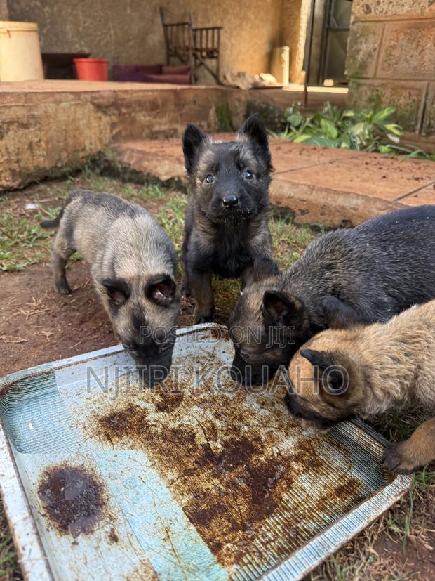 1-3 months Female Purebred Belgian Malinois - thumbnail 2