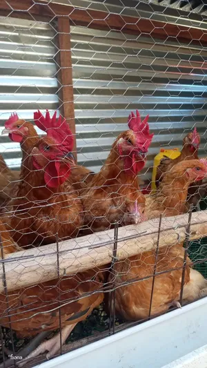 Kuza Kilimo Turkey Farm | Healthy (Calls Whatsapp)