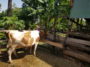 Calfed Dairy Cow