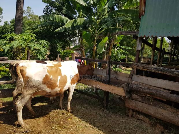 Calfed Dairy Cow - main view
