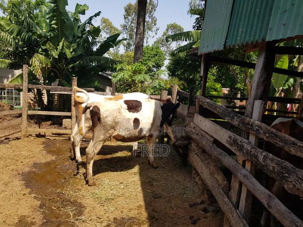 Calfed Dairy Cow - thumbnail 3