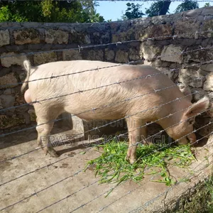 Health Pig Available