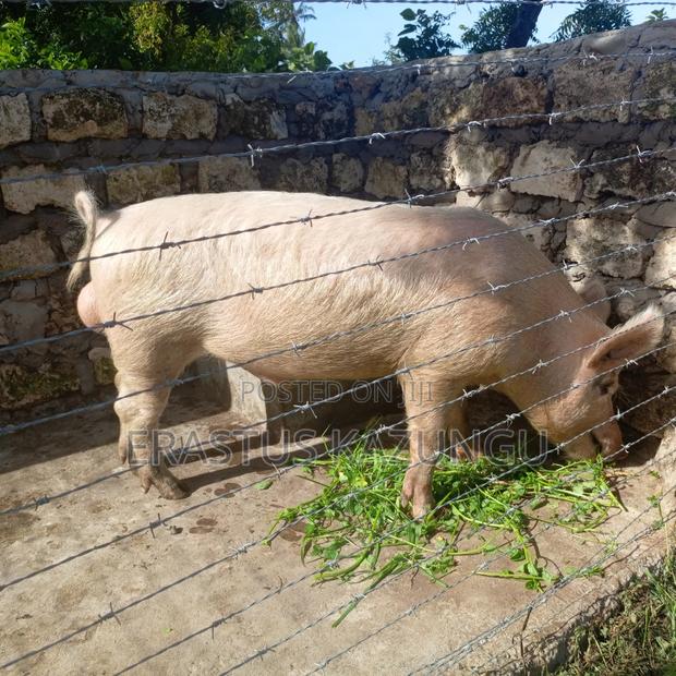 Health Pig Available