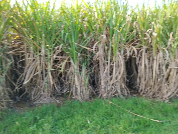 Prime 4 Acres Kimuri Uasin Gishu County(Eldoret City) - thumbnail 3