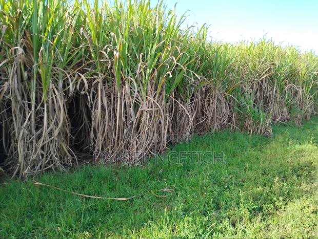 Prime 4 Acres Kimuri Uasin Gishu County(Eldoret City) - thumbnail 4