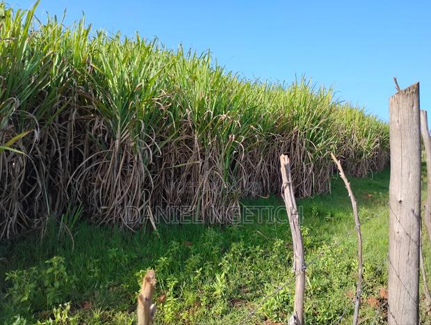 Prime 4 Acres Kimuri Uasin Gishu County(Eldoret City) - thumbnail 5