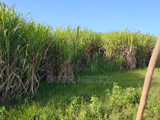 Prime 4 Acres Kimuri Uasin Gishu County(Eldoret City) - thumbnail 7