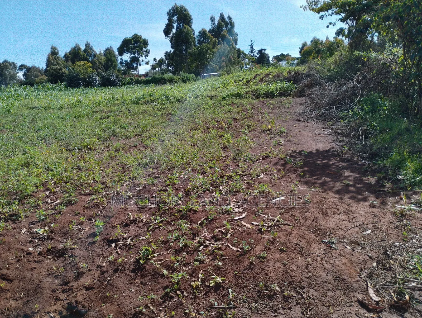 Ndeiya Limuru 50*100 Plots