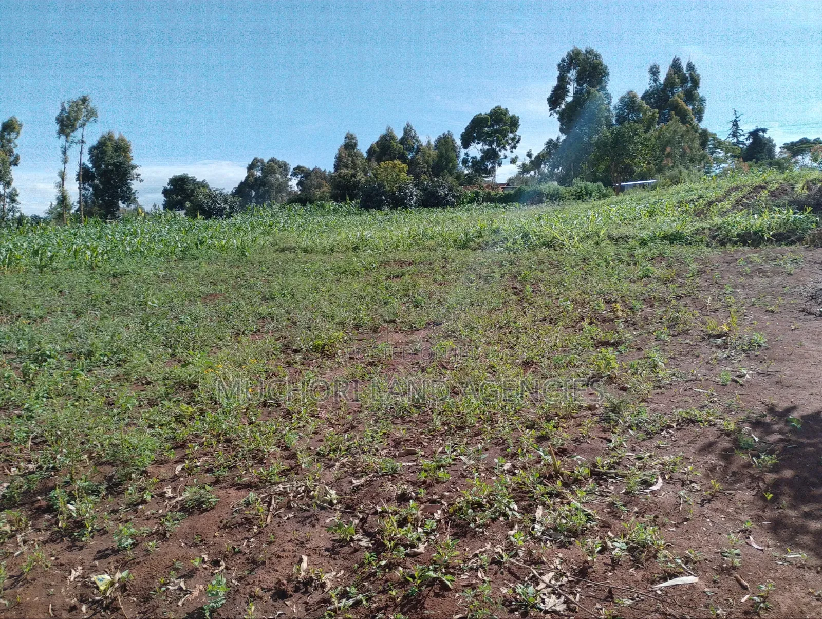 Ndeiya Limuru 50*100 Plots