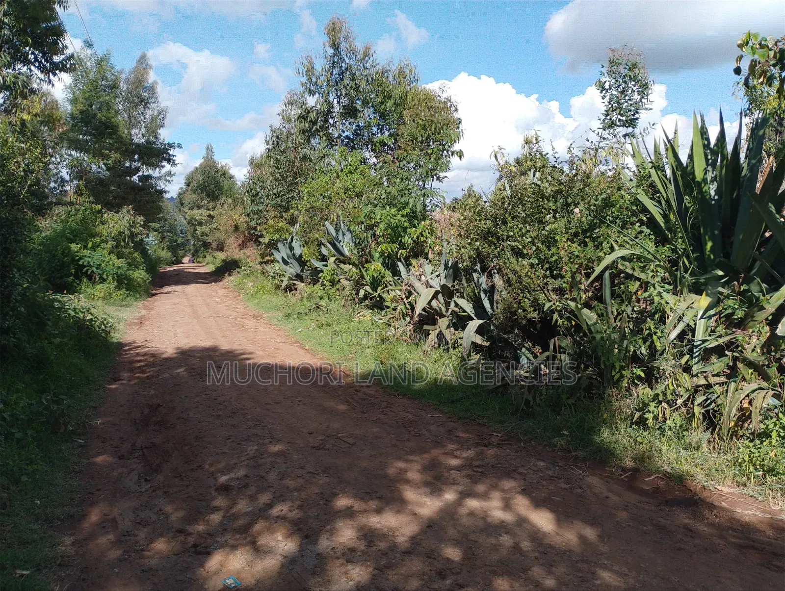 Ndeiya Limuru 50*100 Plots