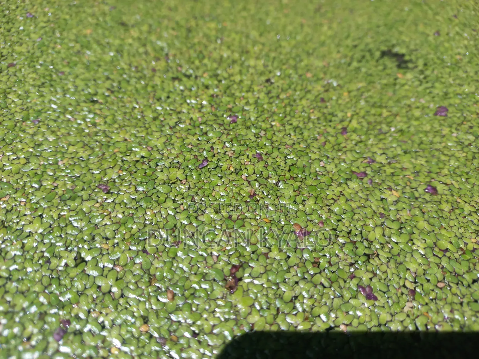 Duckweed (Lemna Minor)