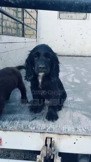 1-3 months Male Purebred Cocker Spaniel