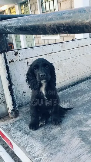 1-3 months Male Purebred Cocker Spaniel