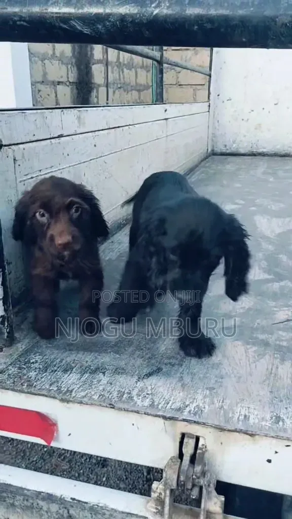 1-3 months Male Purebred Cocker Spaniel