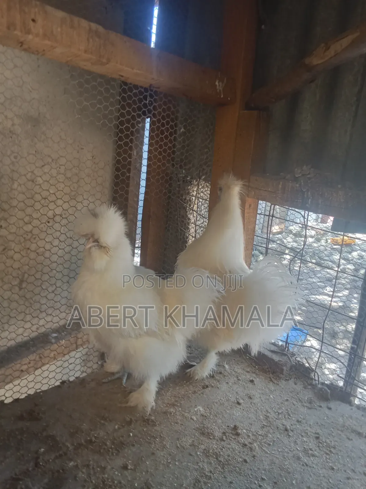 Male Silk Bantam Available