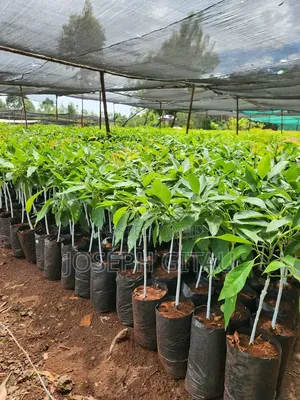 Fruits Seedlings