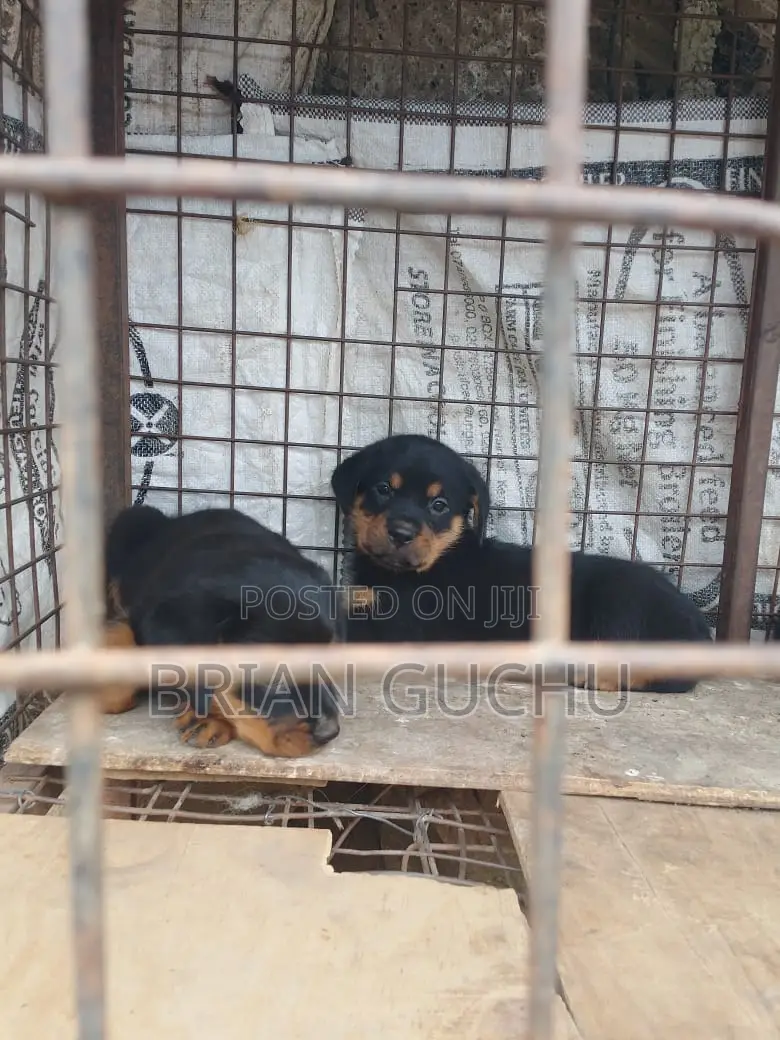 1-3 months Female Purebred Rottweiler
