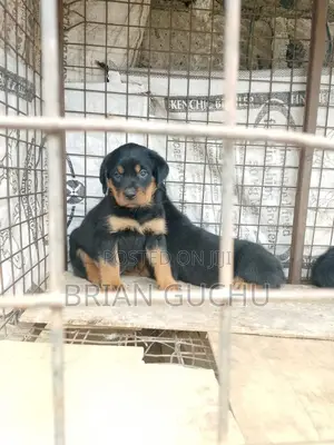 1-3 months Female Purebred Rottweiler