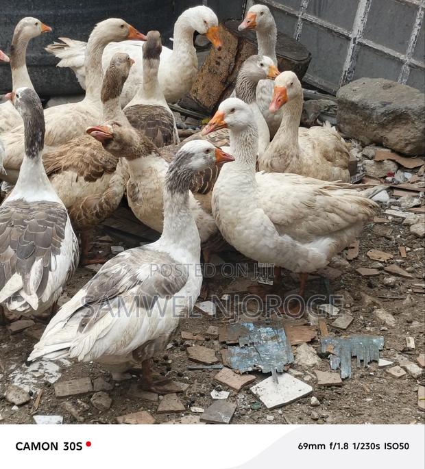 Healthy Mature Goose for Sale
