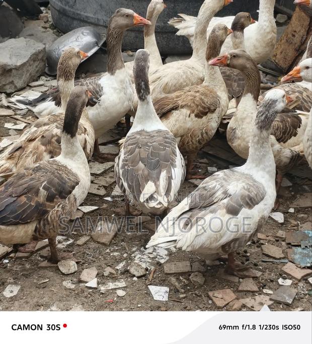 Healthy Mature Goose for Sale - thumbnail 3