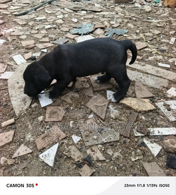 1-3 months Male Purebred Boerboel