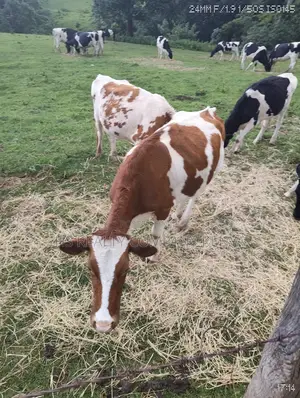 Cattle for Sale (Bulls) Almost 2years Old Grass Fed