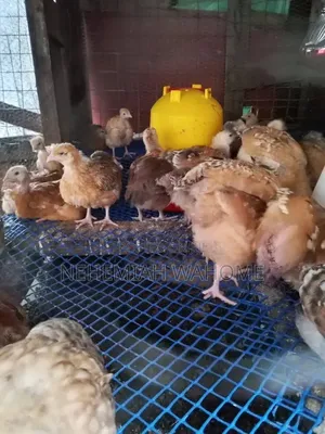 Piochicks Farm