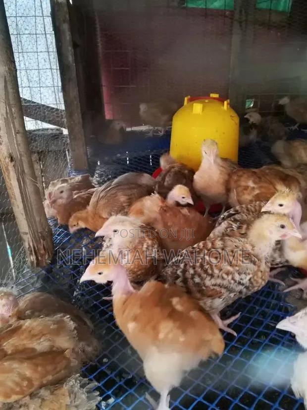 Piochicks Farm - thumbnail 2