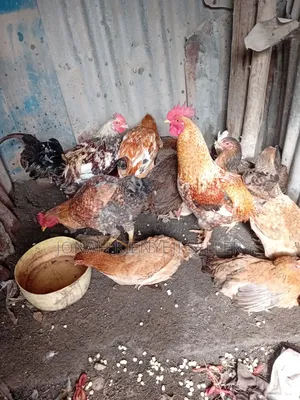 Quality Kienyeji Chicken