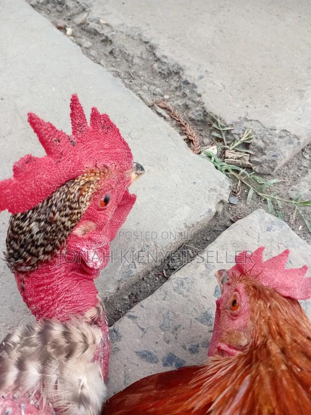 Quality Kienyeji Chicken - thumbnail 2