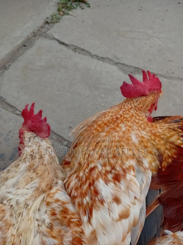 Quality Kienyeji Chicken - thumbnail 3