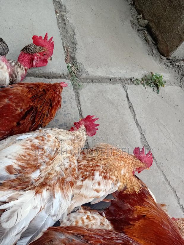 Quality Kienyeji Chicken - thumbnail 5