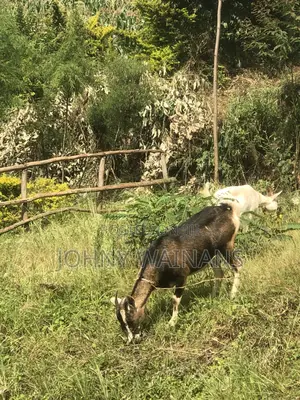 Milking Goat