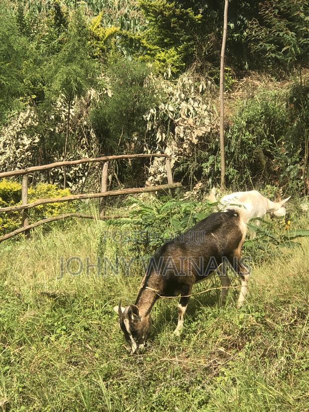 Milking Goat - thumbnail 2
