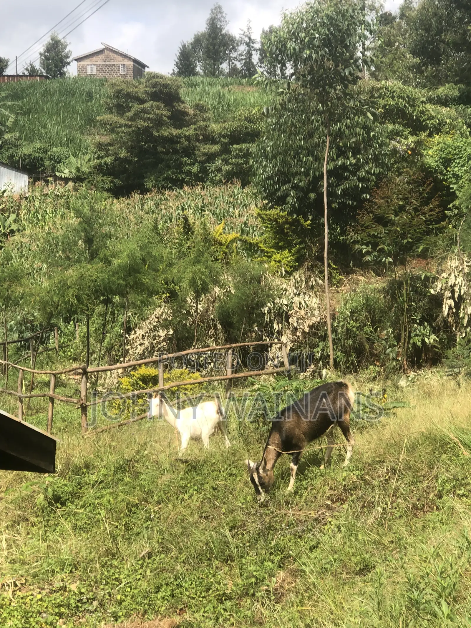 Milking Goat