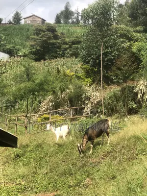 Milking Goat