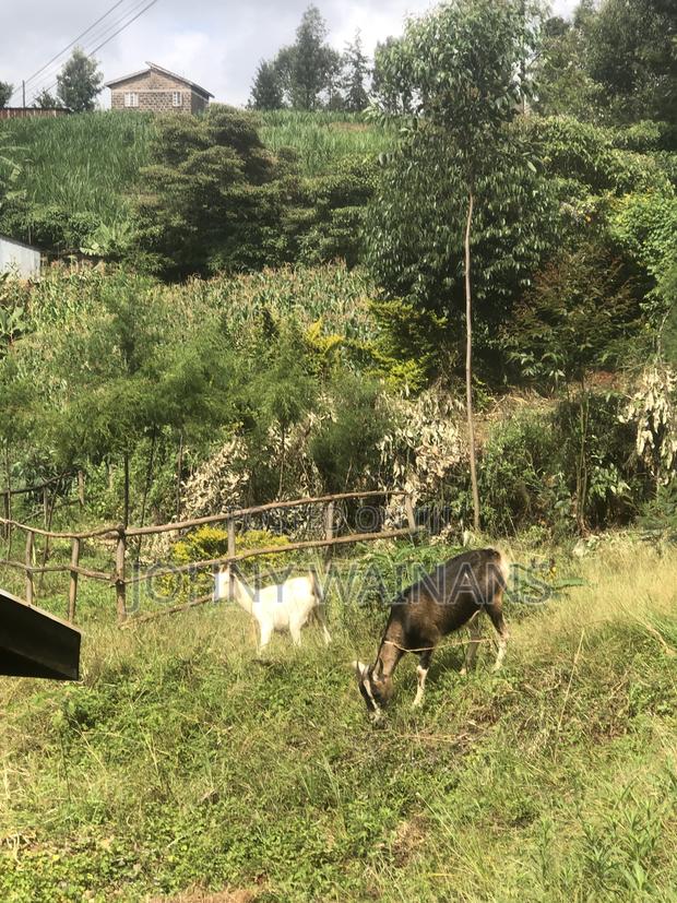 Milking Goat - main view