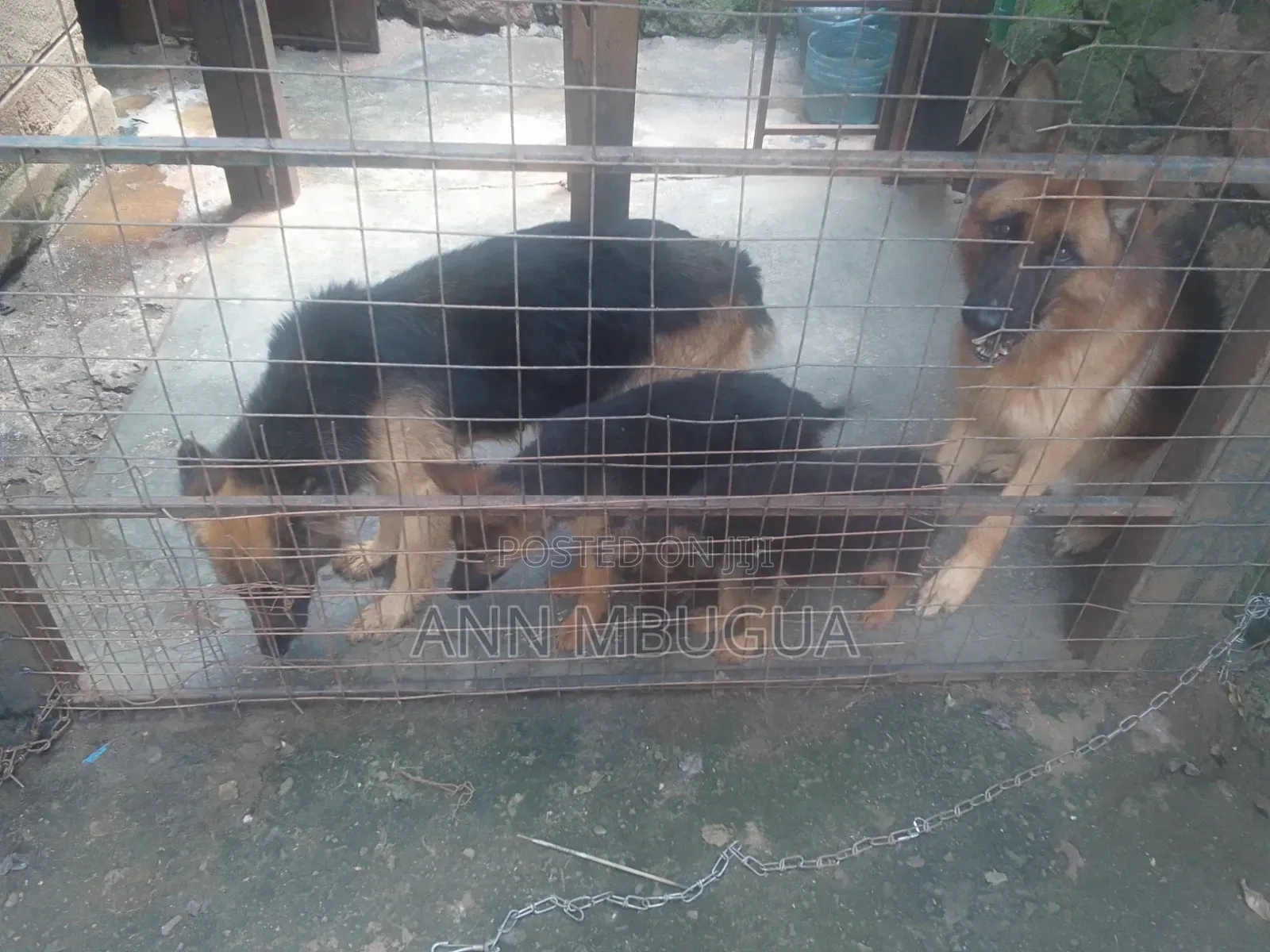 1-3 months Male Purebred German Shepherd