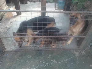1-3 months Male Purebred German Shepherd