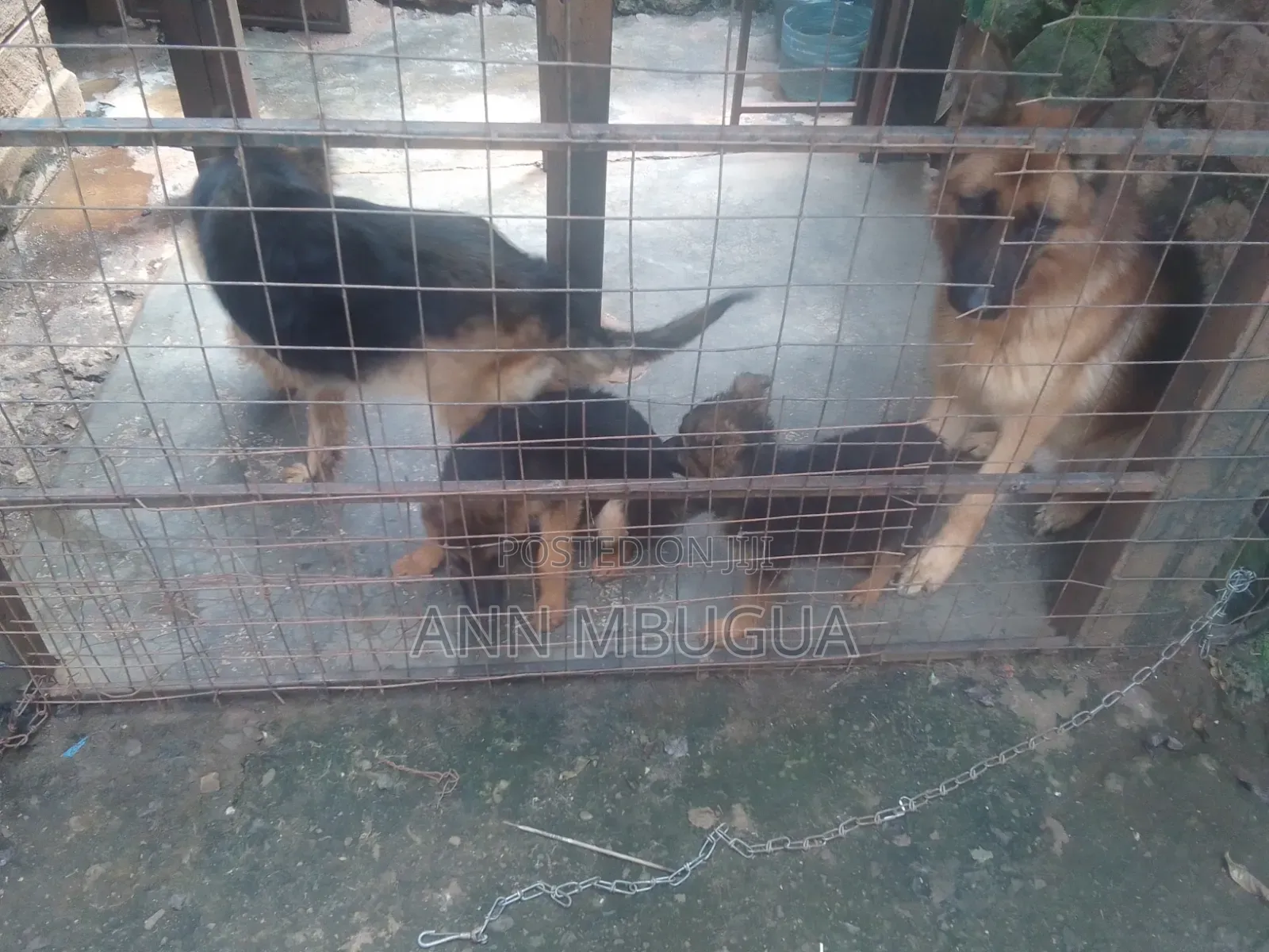 1-3 months Male Purebred German Shepherd