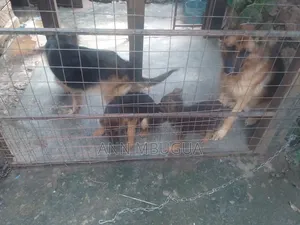 1-3 months Male Purebred German Shepherd
