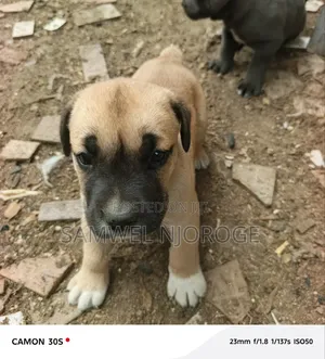 1-3 months Male Purebred Boerboel