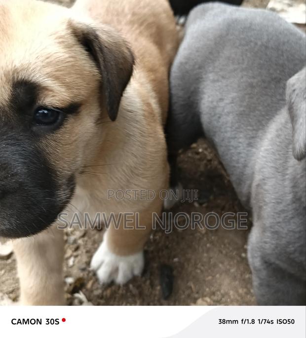 1-3 months Male Purebred Boerboel - thumbnail 2