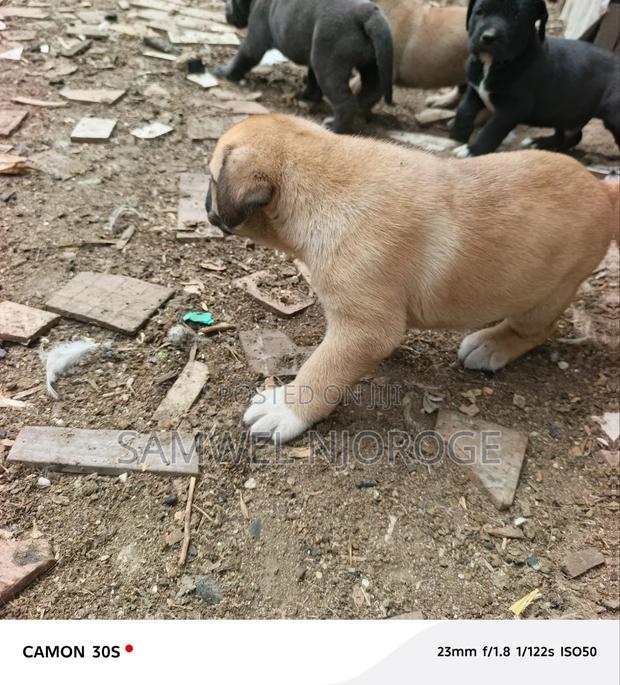 1-3 months Male Purebred Boerboel - thumbnail 3