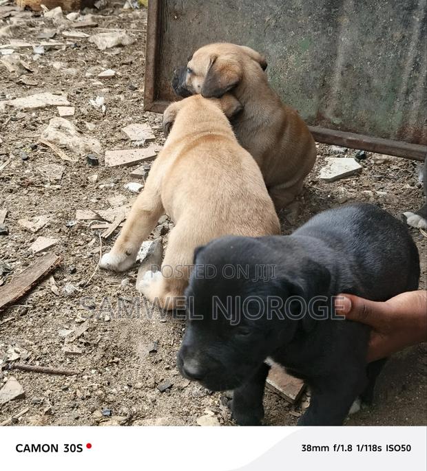 1-3 months Male Purebred Boerboel - thumbnail 4