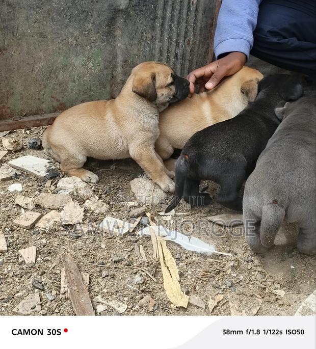 1-3 months Male Purebred Boerboel - thumbnail 5