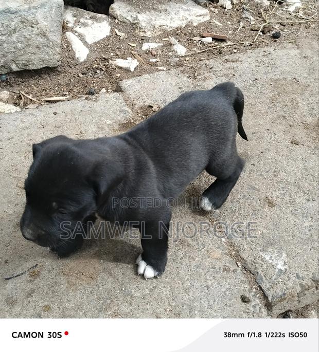 1-3 months Male Purebred Boerboel - thumbnail 6