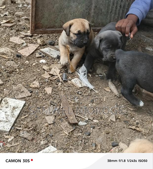 1-3 months Male Purebred Boerboel - thumbnail 7