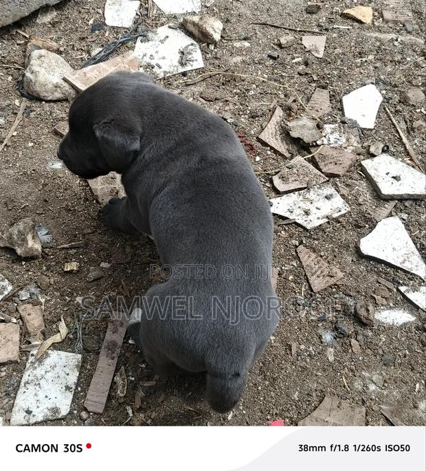 1-3 months Male Purebred Boerboel - thumbnail 8