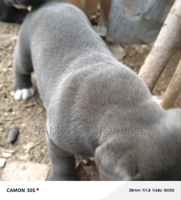 1-3 months Male Purebred Boerboel - thumbnail 9